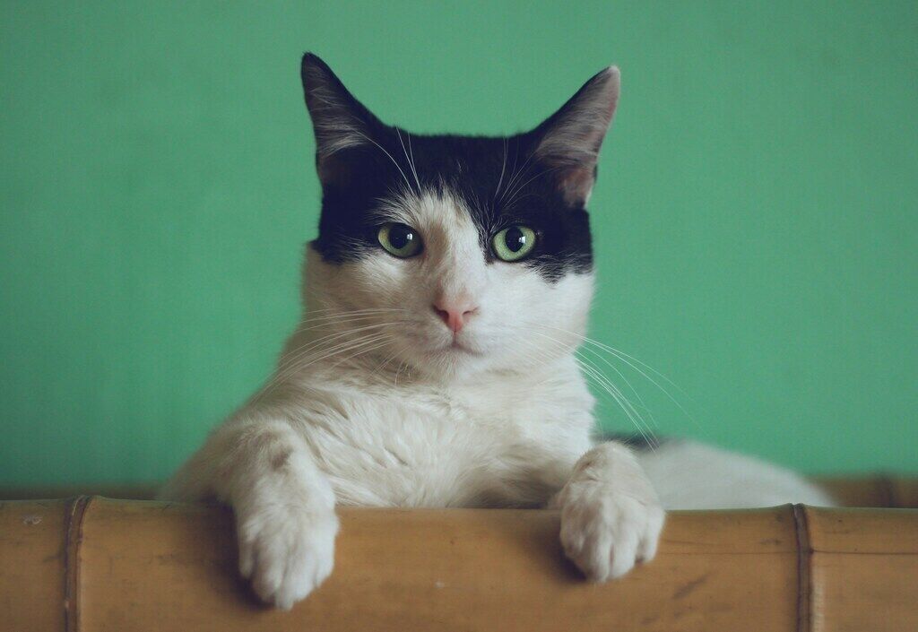 The Elegant Siamese: Traits and Temperament Explained