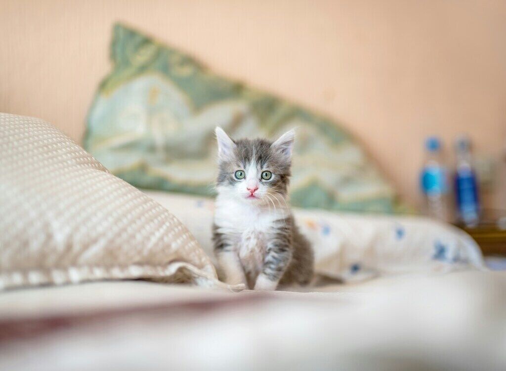 Top 10 Health Tips Every Cat Owner Should Know
