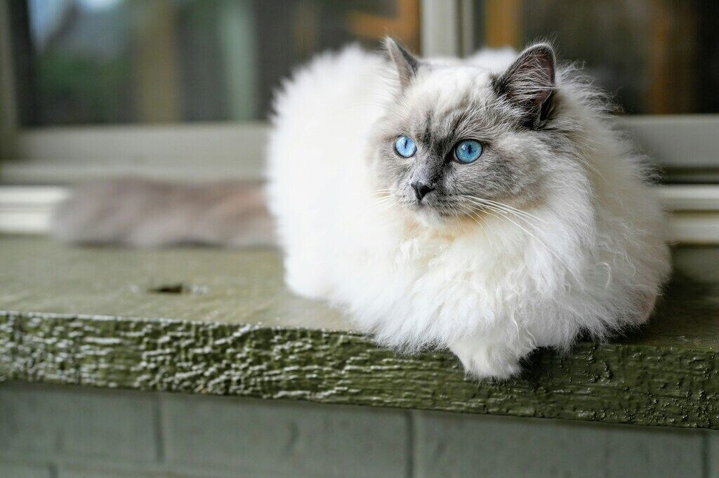 Russian Blue Cats: The Quiet Elegance of the Feline World