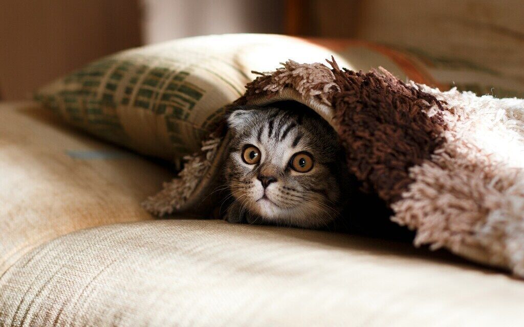 How to Keep Your Indoor Cat Happy and Active