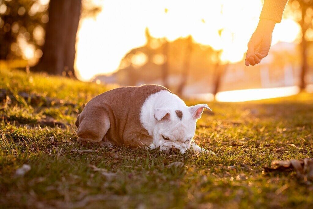 Bulldog: The Sturdy and Affectionate Companion